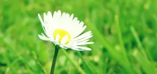 鲜花 花朵 植物 背景高清