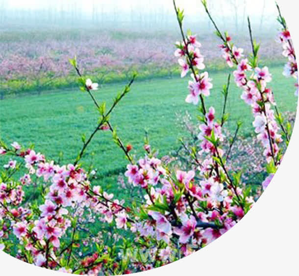 夏季清新桃花风景免抠
