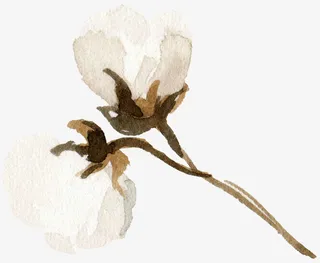 唯美棉花水彩手绘免抠