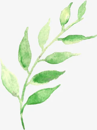 一枝淡绿美丽枝叶图片素材免抠