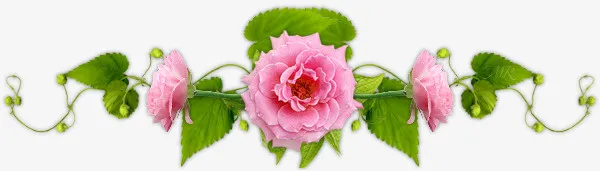 鲜艳玫瑰花免抠