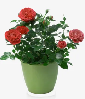 盆栽红色月季花免抠 盆栽红色月季花免抠