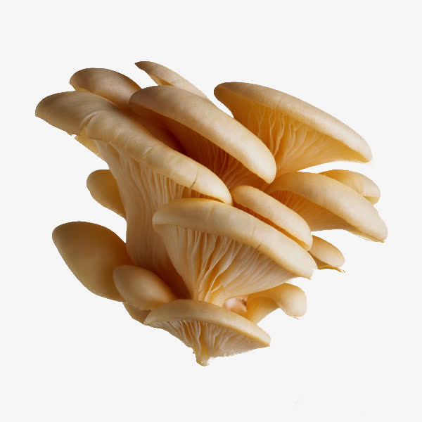 层层叠加的蘑菇免抠