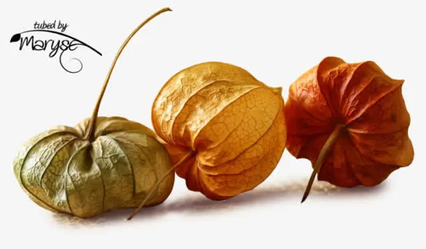 椭球枯叶图案免抠