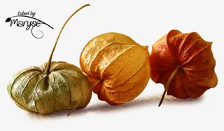 椭球枯叶图案免抠