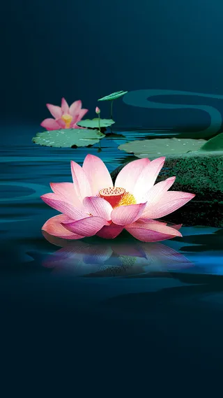 荷花素材背景高清