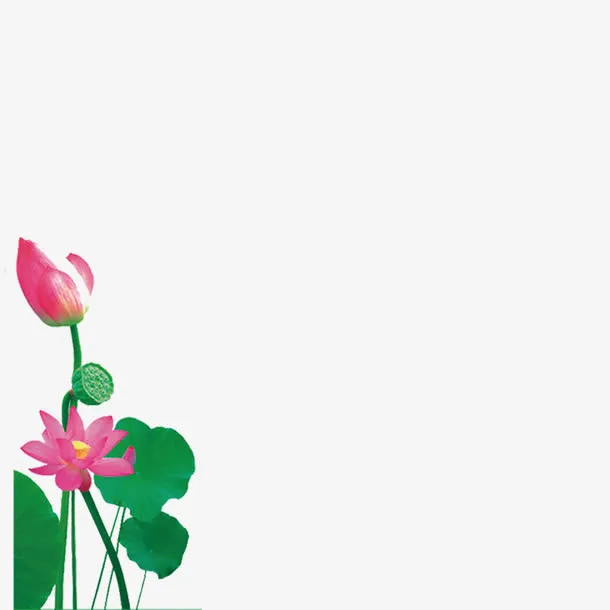 荷花素材免抠