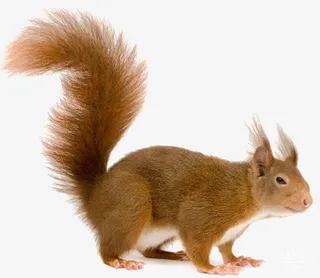 准备跳跃的小松鼠免抠