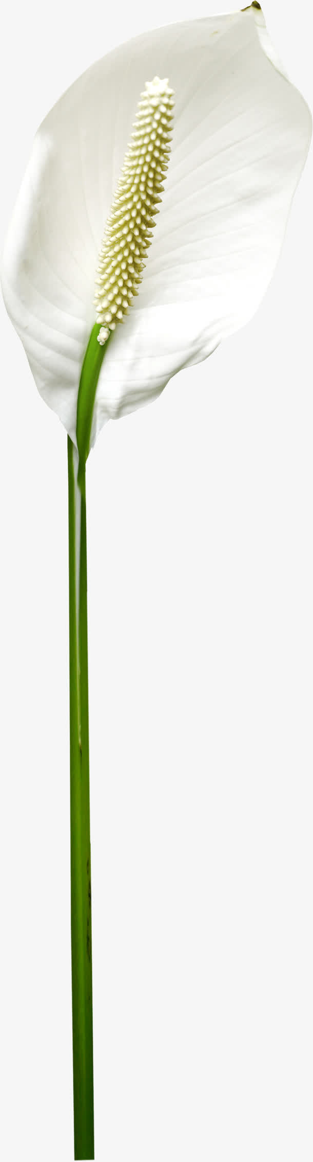 漂亮花枝免抠