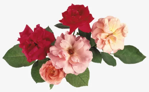 花卉标签花草矢量图素材免抠