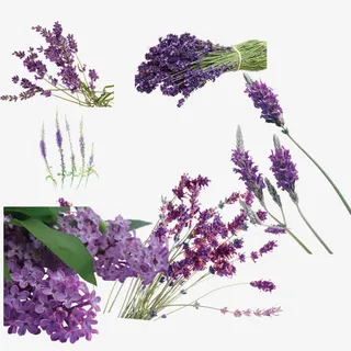 薰衣草免扣素材大全免抠