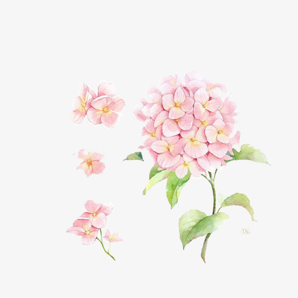 一支粉色绣球花手绘免抠