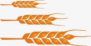 黄色手绘农作物青稞素材图免抠