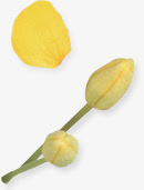 绿色花瓣  边角花朵 png素材免抠