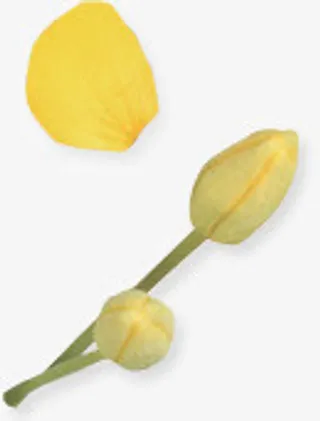 绿色花瓣  边角花朵 png素材免抠