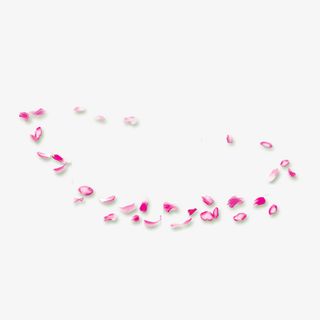 唯美桃色花瓣设计素材免抠