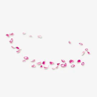 唯美桃色花瓣设计素材免抠