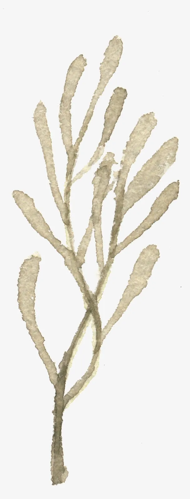 水墨树枝免抠