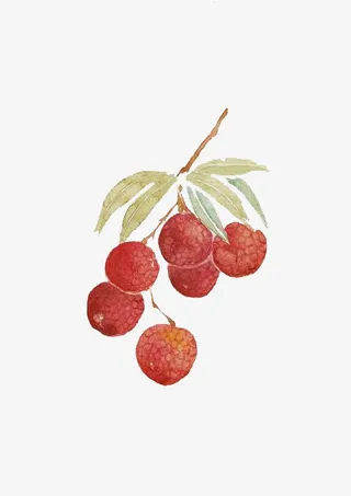 淡彩简笔荔枝免抠