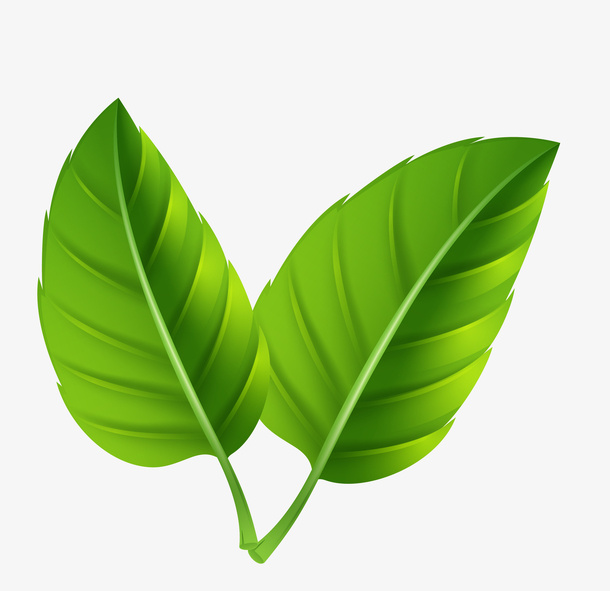 绿色可爱的叶子免抠
