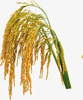 金色的水稻免抠