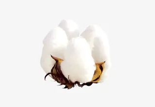 棉花装饰图片免抠