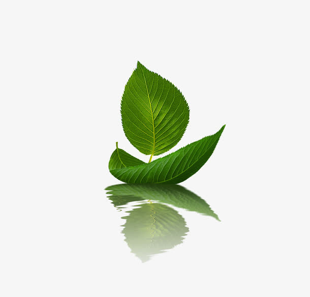 树叶小船免抠
