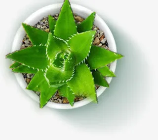 仙人掌盆栽高清拍菜鸟图库免抠