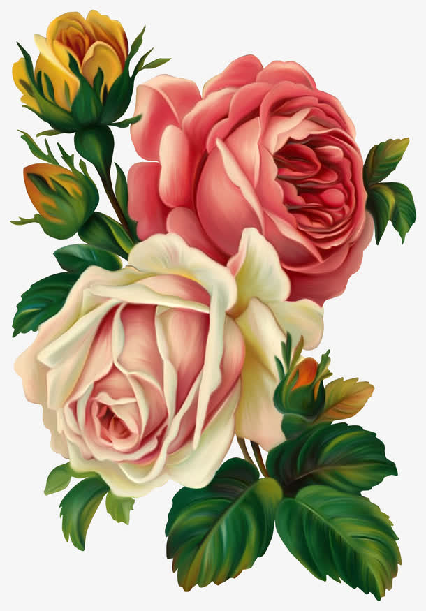 玫瑰花免抠