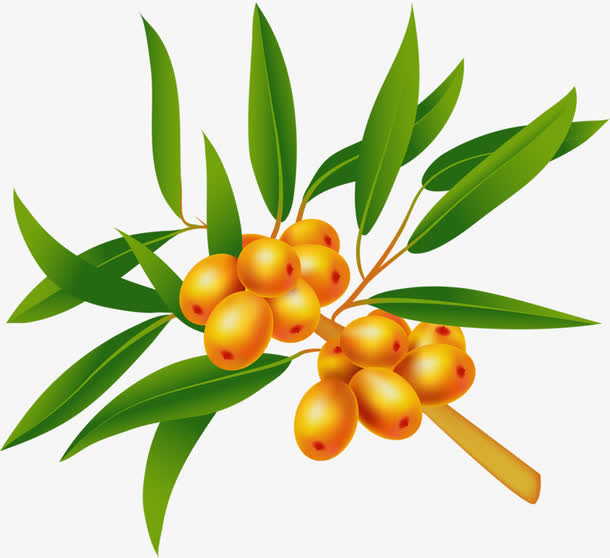 一支沙棘免抠