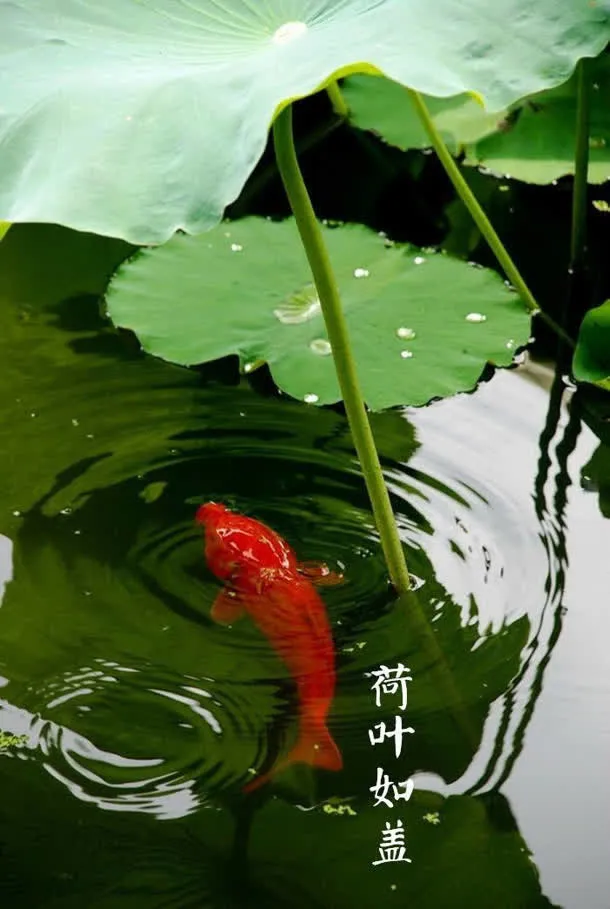 绿色荷叶中国节气免抠