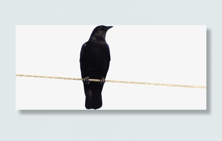 站立黑色小鸟免抠