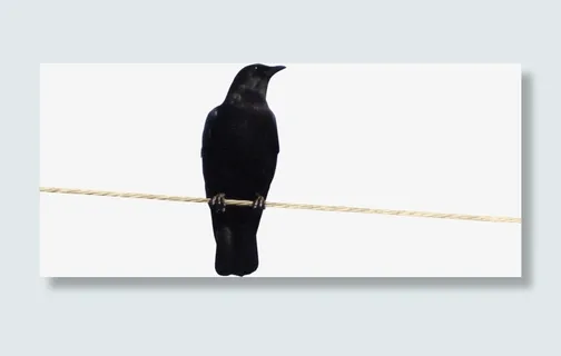 站立黑色小鸟免抠