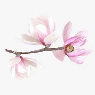 白色花朵树枝彩绘花朵免抠