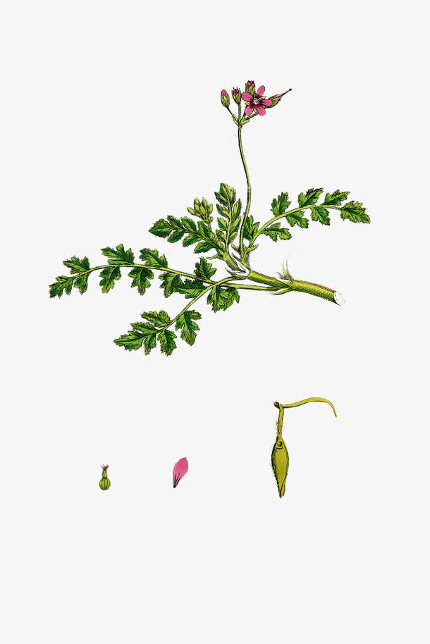 天竺葵花瓣免抠