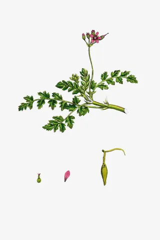 天竺葵花瓣免抠