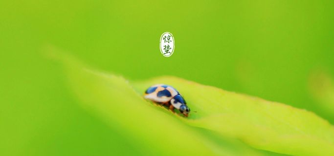 清新 文艺 绿色 虫 惊蛰 背景banner高清