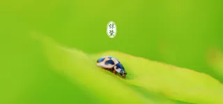 清新 文艺 绿色 虫 惊蛰 背景banner高清