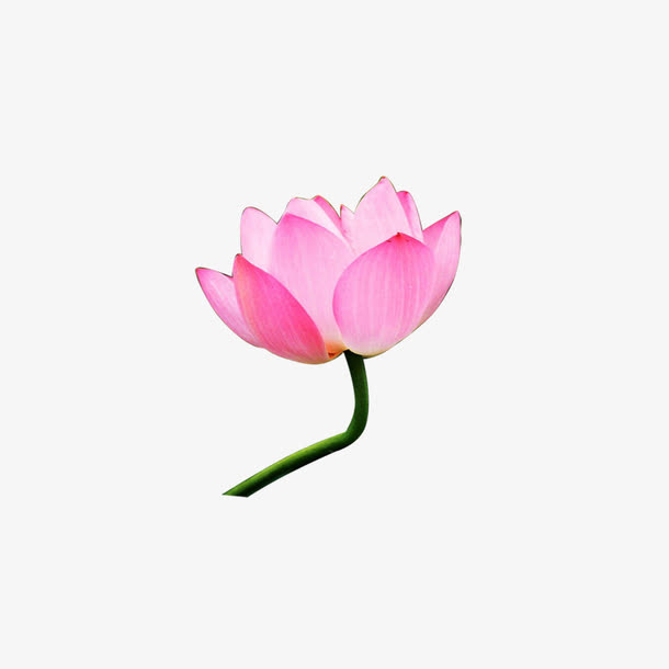 荷花素材免抠