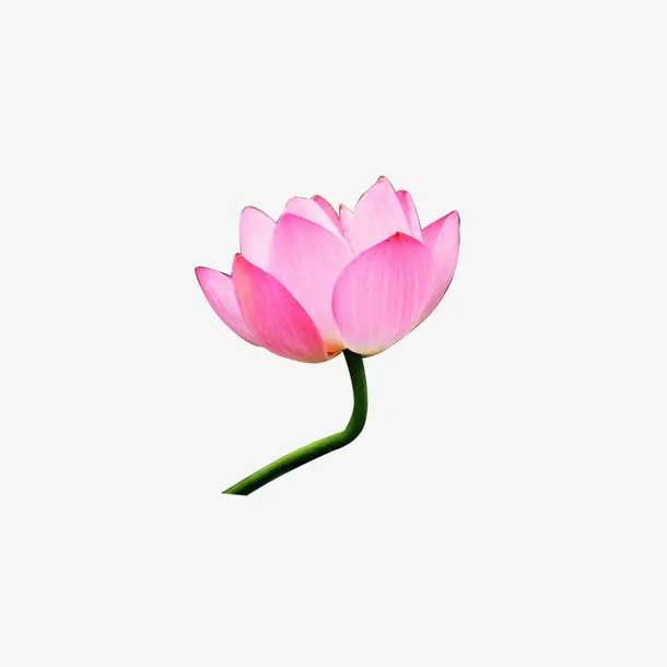 荷花素材免抠
