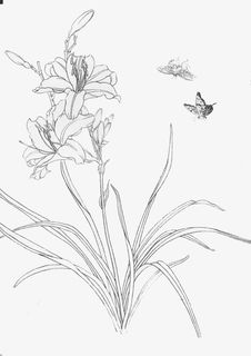 萱草与蝴蝶免抠