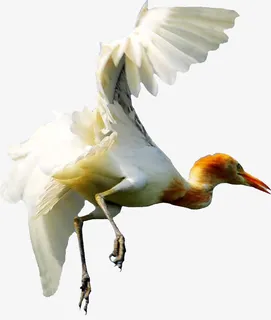 飞翔的牛背鹭免抠