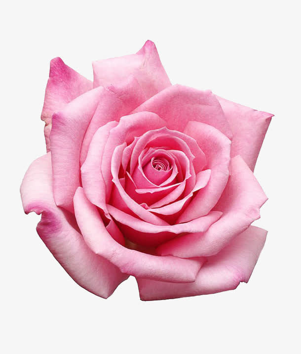 粉色玫瑰花摄影免抠