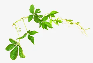 卡通绿草绿叶树枝免抠