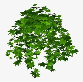 常春藤吊盆免抠