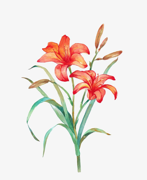 百合花免抠