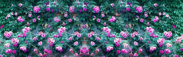 蔷薇花墙背景高清