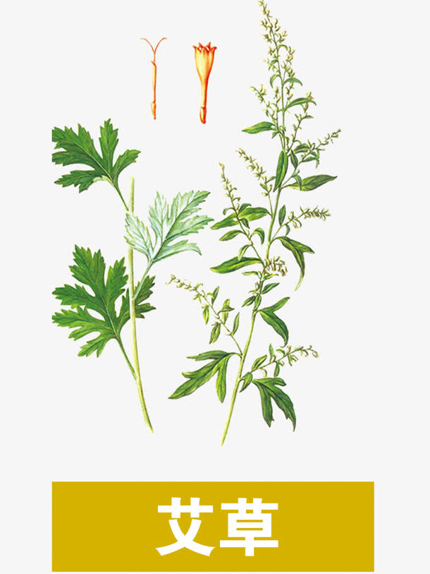 艾草免抠