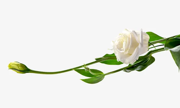 花类，鲜花类免抠