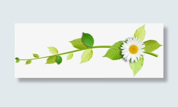 春天环保花朵绿叶免抠